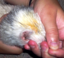George Head 1