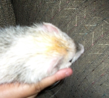 george head 2