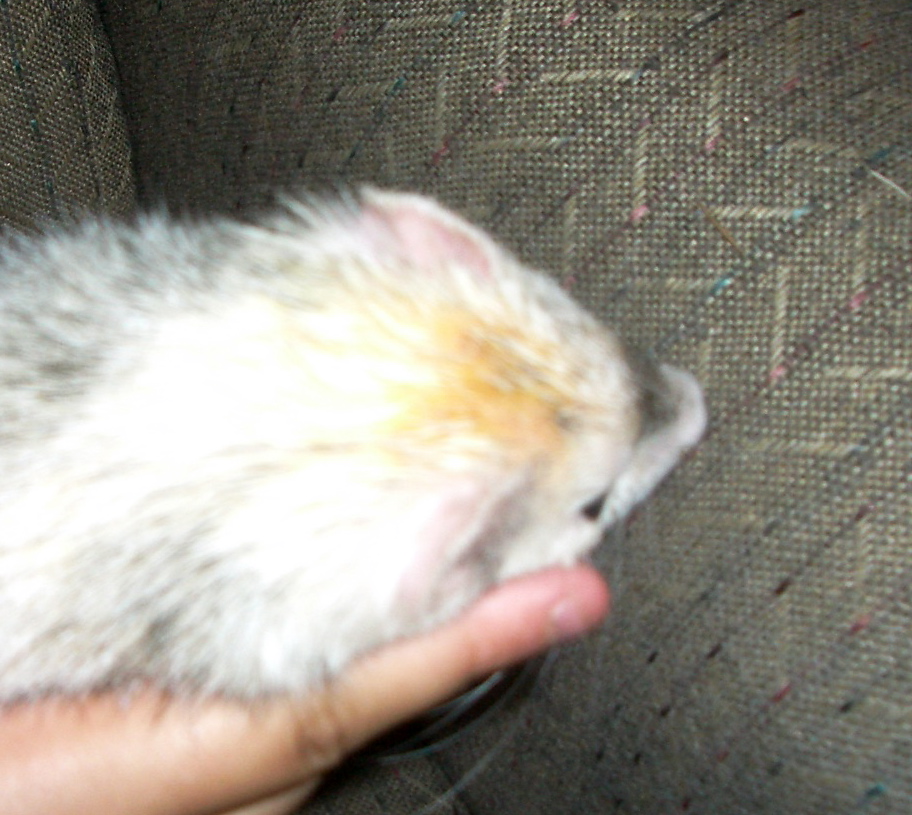 george head 2
