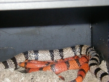 Hondo pair comparison shot