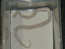 White Sided SPECKLED King