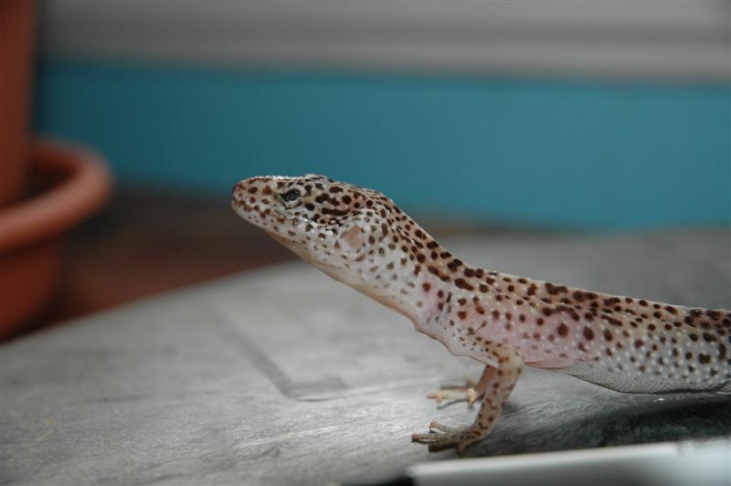 Malnourished Leopard Gecko