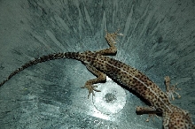 Malnourished Leopard Gecko