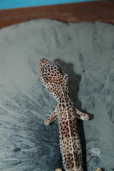 Malnourished Leopard Gecko