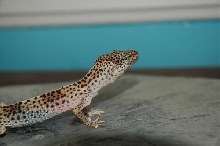Malnourished Leopard Gecko