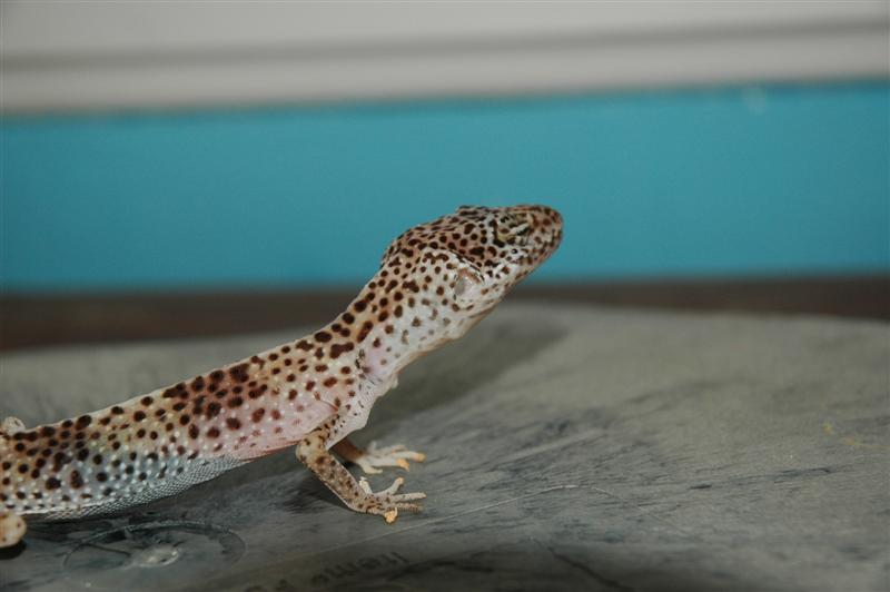 Malnourished Leopard Gecko
