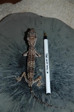 Malnourished Leopard Gecko