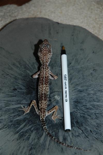 Malnourished Leopard Gecko