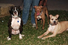 The Mount Horeb "Labradors"  :-)