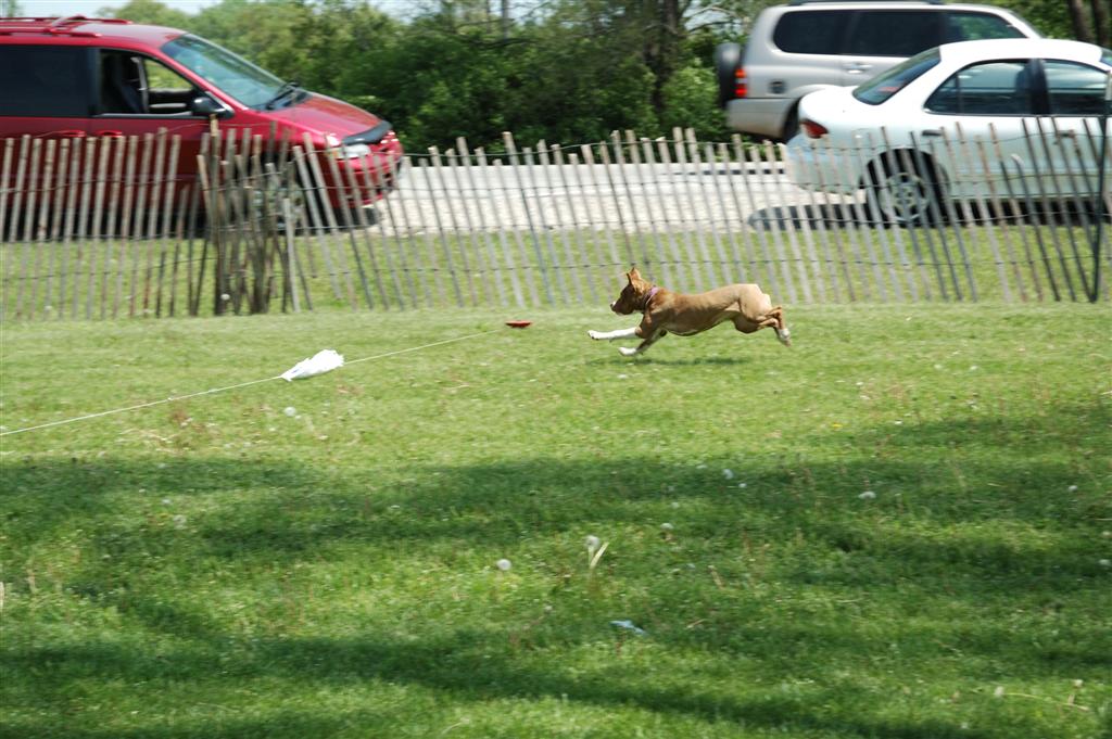 Katie runs the lure course (1 of 3)