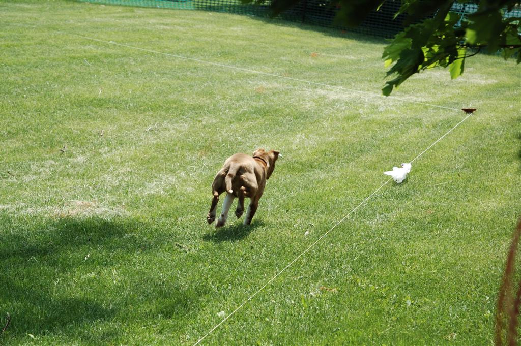 Katie runs the lure course (3 of 3)