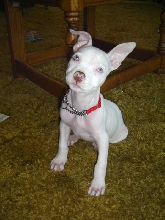 Luna as a Puppy #1
