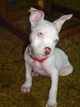 Luna as a Puppy, #2