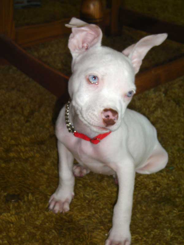 Luna as a Puppy, #2