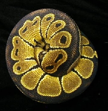 Black Back Het Albino