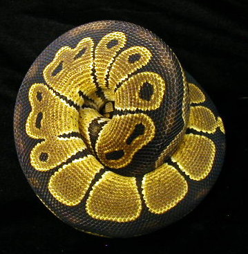 Black Back Het Albino