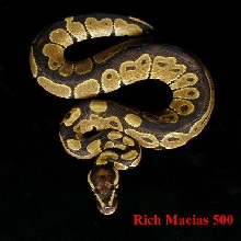 Black Back Het Albino