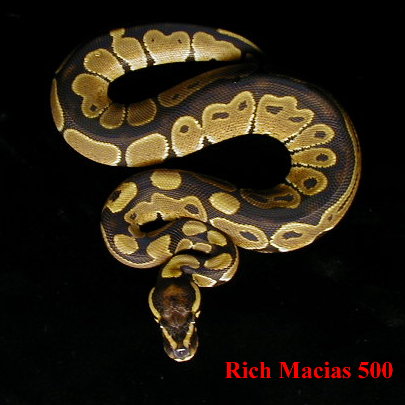 Black Back Het Albino