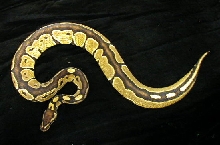 Black Back Het Albino Female