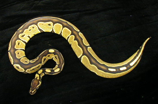 Black Back Het Albino Female