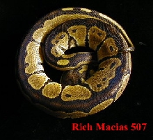 Black Back Het albino female