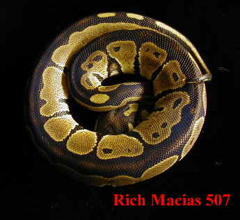Black Back Het albino female