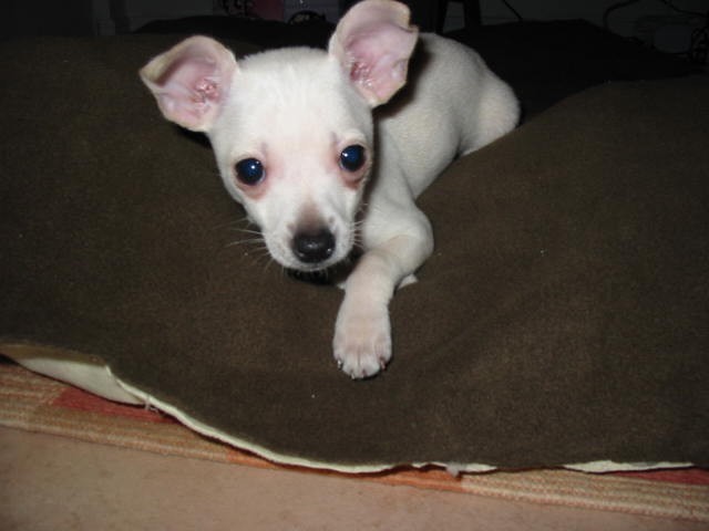 My BOO ! 9 weeks old