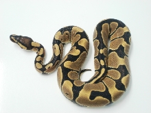 Reduced Pattern Het Albino