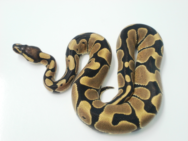 Reduced Pattern Het Albino