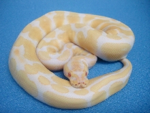 2008 Albino Ball Python