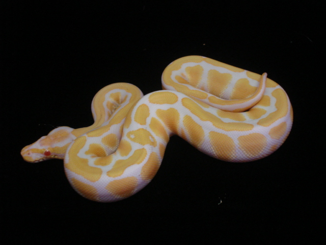 2009 ALBINO HET TSK AXANTHIC