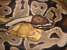 Caramel & Axanthic Ball Pythons