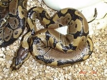 Genetic Reduced Pattern July 2005