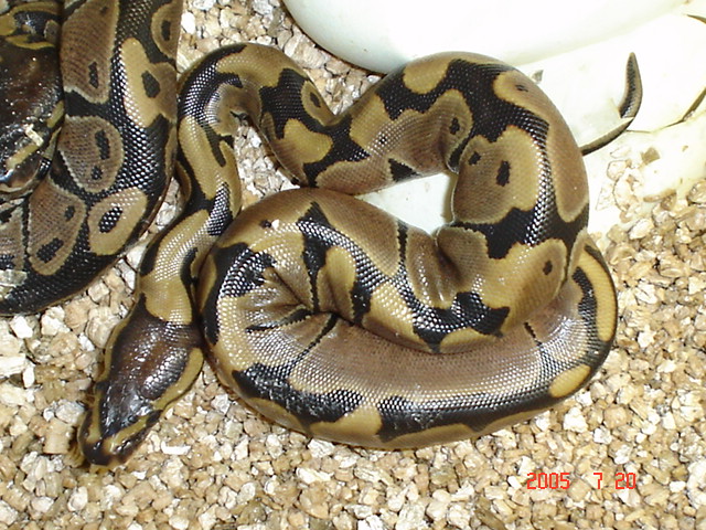Genetic Reduced Pattern July 2005