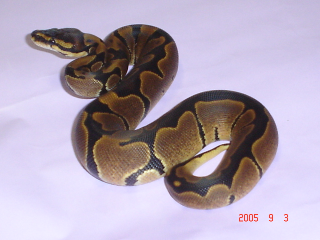 2005 Genetic Reduced Pattern