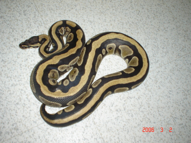 Gold Stripe
