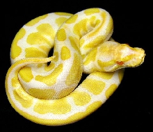 Albino Ball