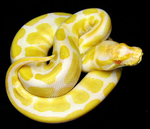 Albino Ball