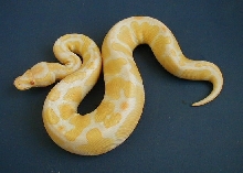 Albino Ball Python