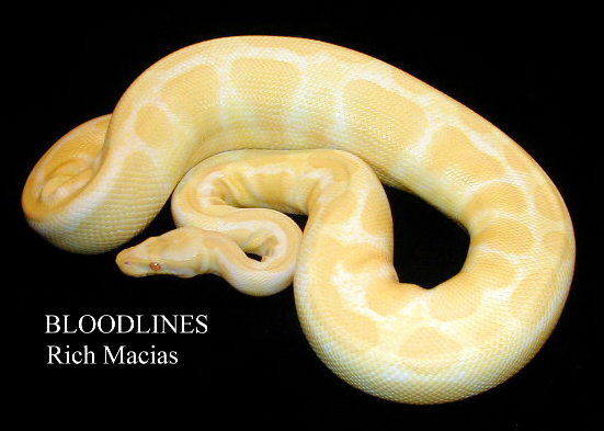 Ovulating Albino Ball Python 4-9-03