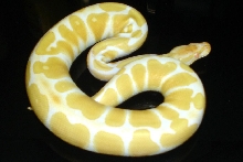 2006 Albino ball