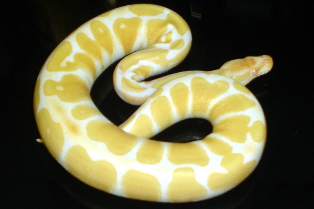 2006 Albino ball