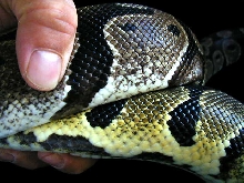 axanthic
