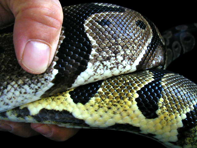 axanthic