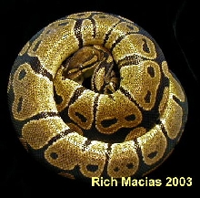 adult female ball python