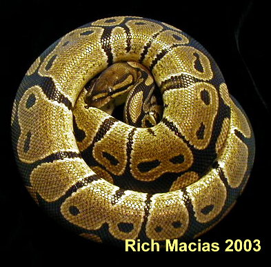 adult female ball python