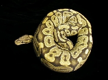 Hypomelanistic Ball Python