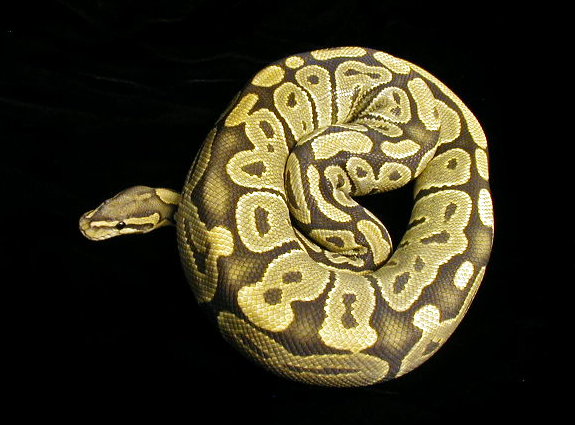 Hypomelanistic Ball Python