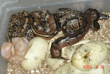 Double Het Albino x genetic reduced pattern clutch