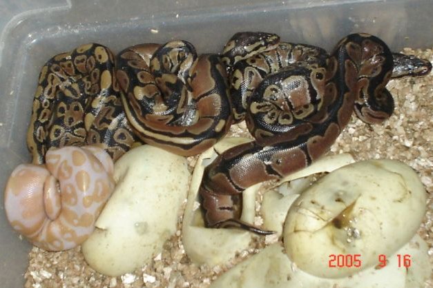 Double Het Albino x genetic reduced pattern clutch
